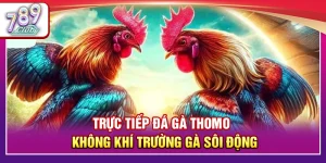 Trực Tiếp Đá Gà Thomo – Không Khí Trường Gà Sôi Động